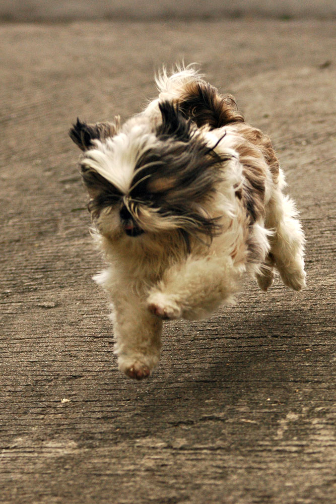 puppy in flight